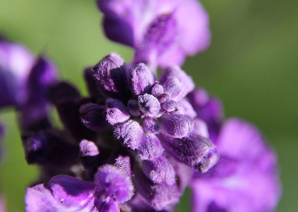 lila-blume, Blütenknäuel, Lavendel-ähnlich, weiche Behaarung, Makroaufnahme
