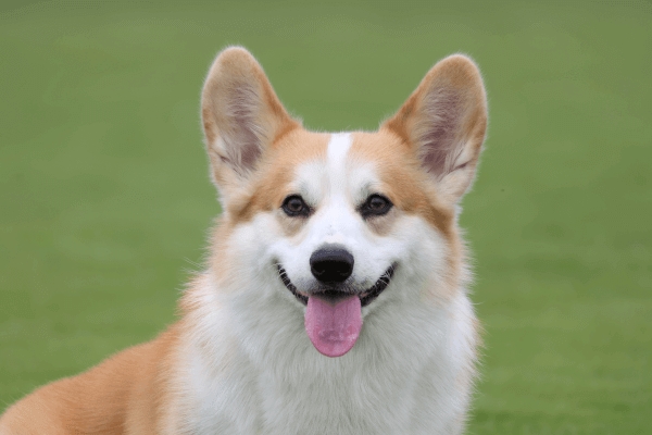 Hund, Corgi, Tier, Lächeln, braun weiß