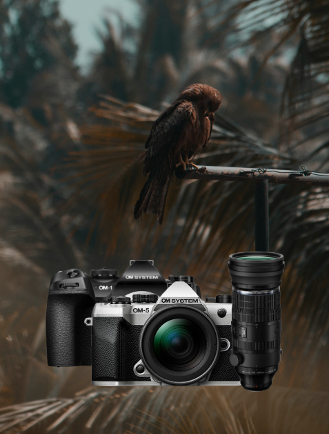 kamera, dslr, objektiv, fotografie, vogel