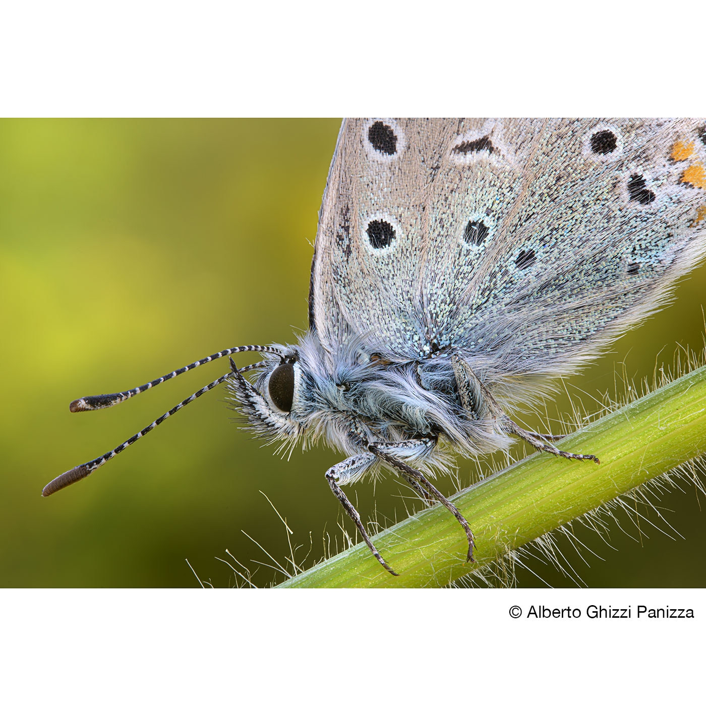 Laowa 90mm 2.8 2X Ultra Macro APO für Sony E-Mount